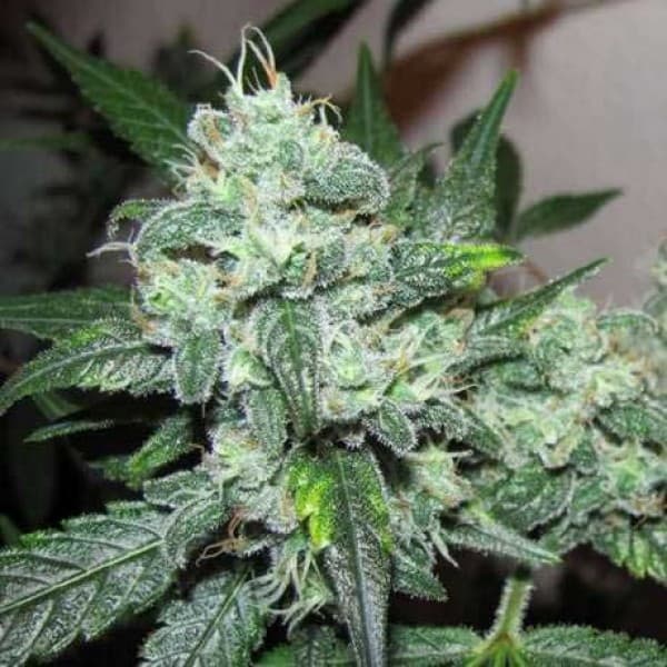 Cherry Zoap Autoflower: Ernten Sie Ihre eigenen hochwertigen Blüten
