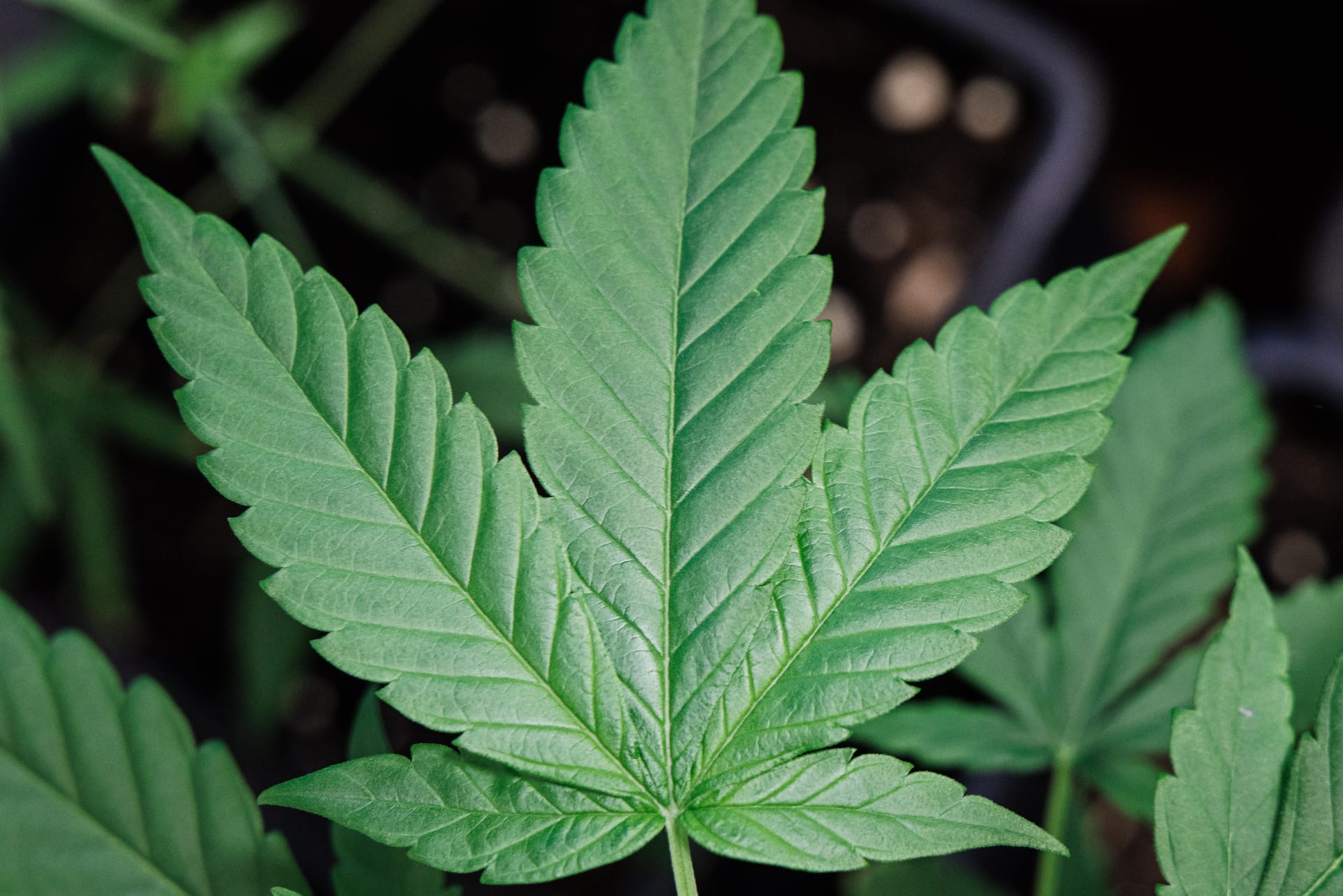 Zahlreiche Seedbanks im Angebot – Cannabis Samen bestellen war noch nie einfacher