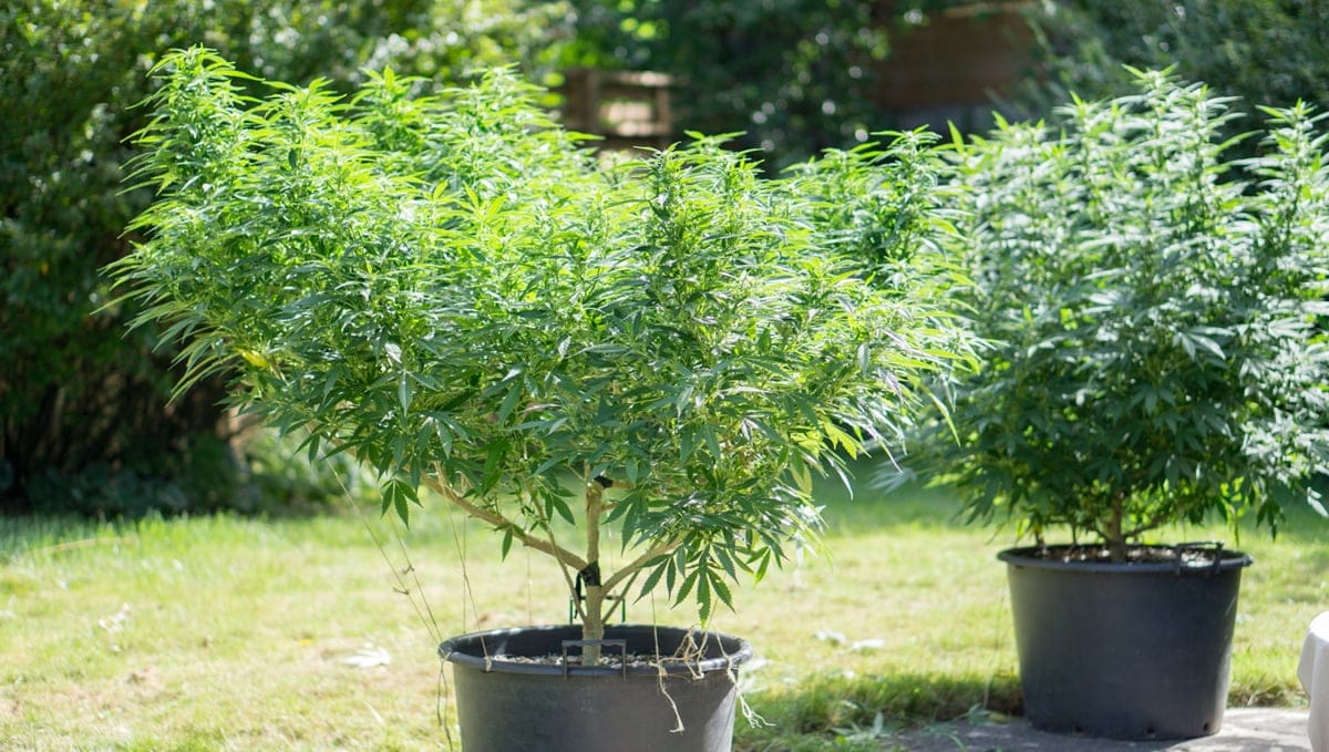 Warum Grow Dünger Wachstumsdünger Phosphat Dünger für die Wachstumsphase unerlässlich ist