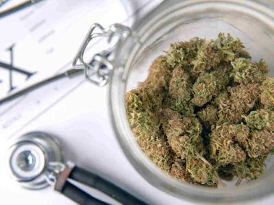 Zahlreiche Seedbanks im Angebot – Cannabis Samen bestellen war noch nie einfacher