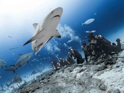 Aufregende Tauchmomente: DeepDiveMexico und die geheimnisvollen Bullenhaie Mexiko