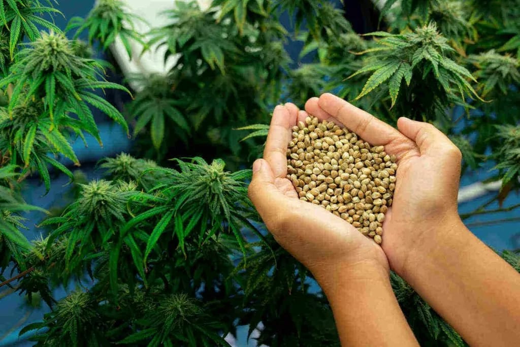 Die Rolle von CBG bei den Effekten von Cannabis Samen