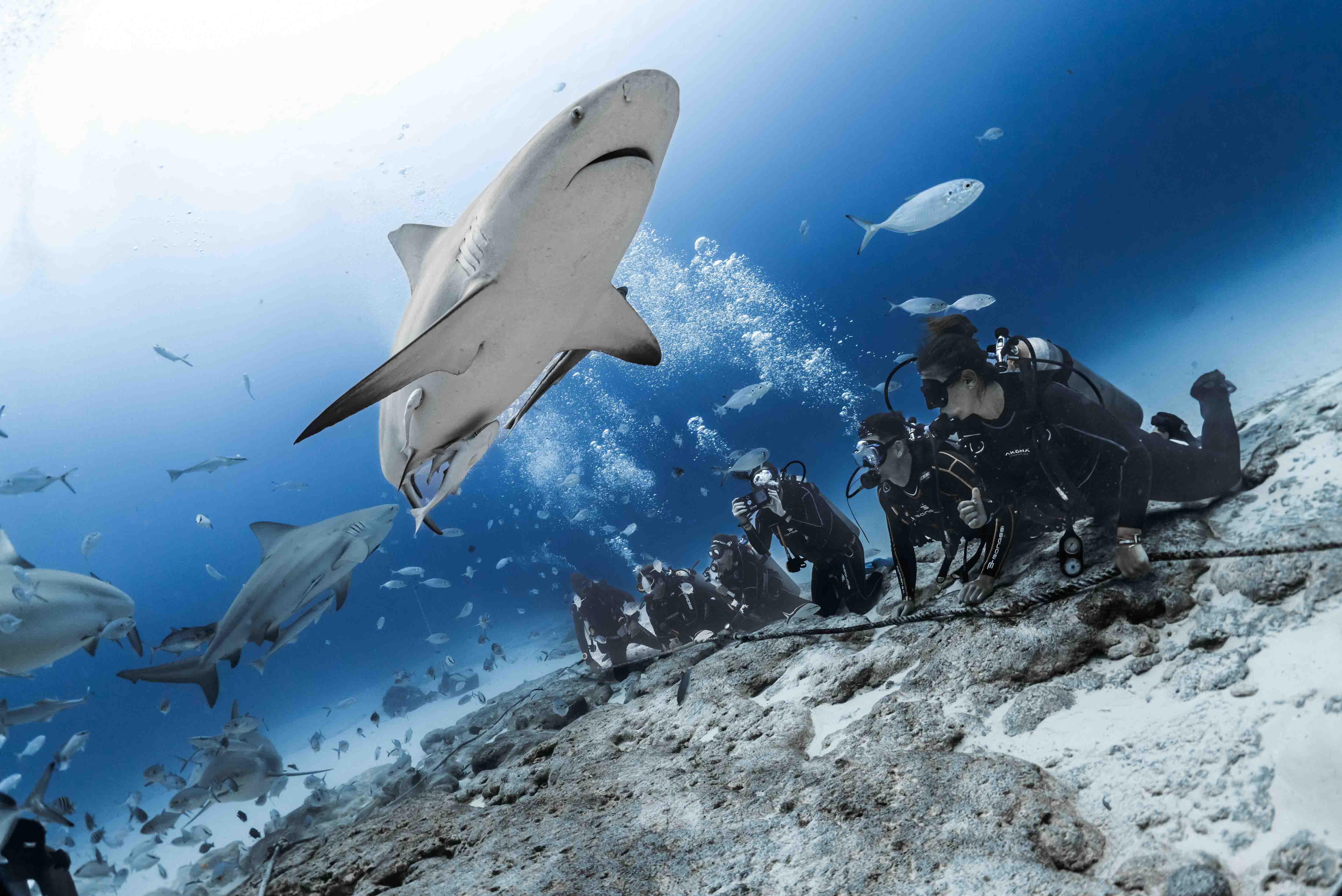 Aufregende Tauchmomente: DeepDiveMexico und die geheimnisvollen Bullenhaie Mexiko