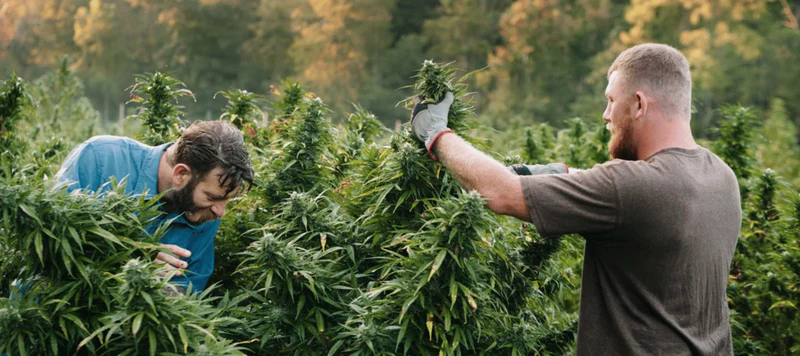 Cannabis Samen keimen lassen: Eine Schritt-für-Schritt-Anleitung