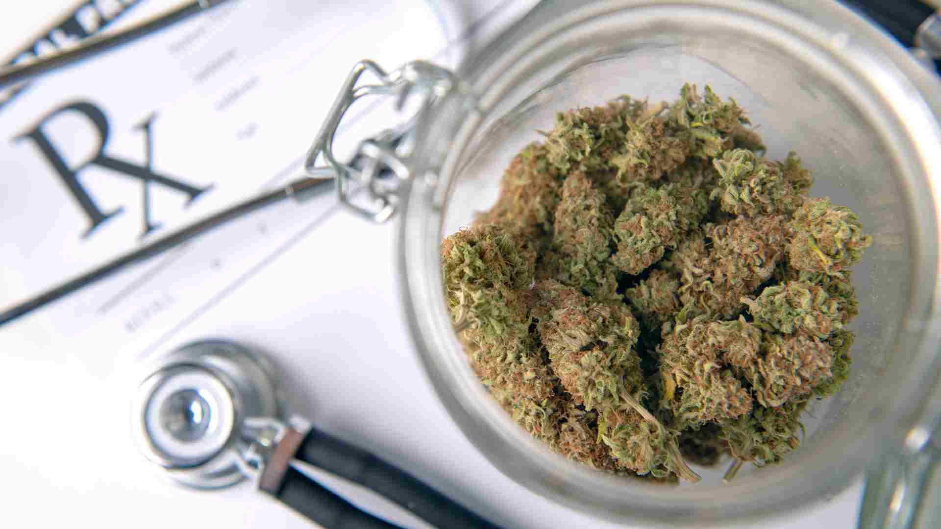 Zahlreiche Seedbanks im Angebot – Cannabis Samen bestellen war noch nie einfacher