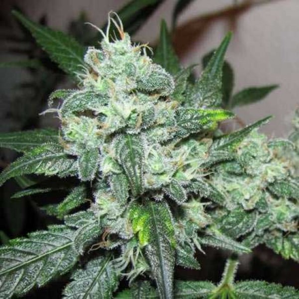 Cherry Zoap Autoflower: Ernten Sie Ihre eigenen hochwertigen Blüten
